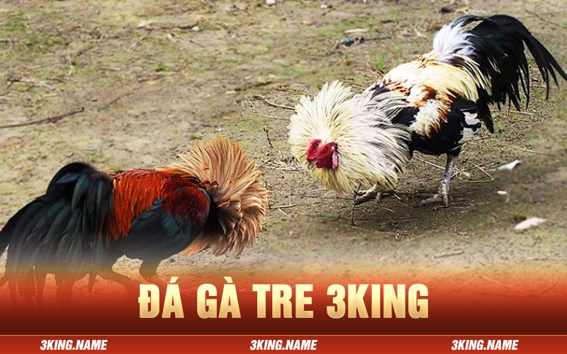 đá gà tre 3king